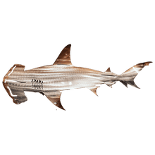 Load image into Gallery viewer, SheremArt Metal Shark Art
